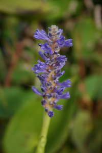 Photo By: Troy Weldy. Photo taken: Suffolk County, NY on 15 September 2004